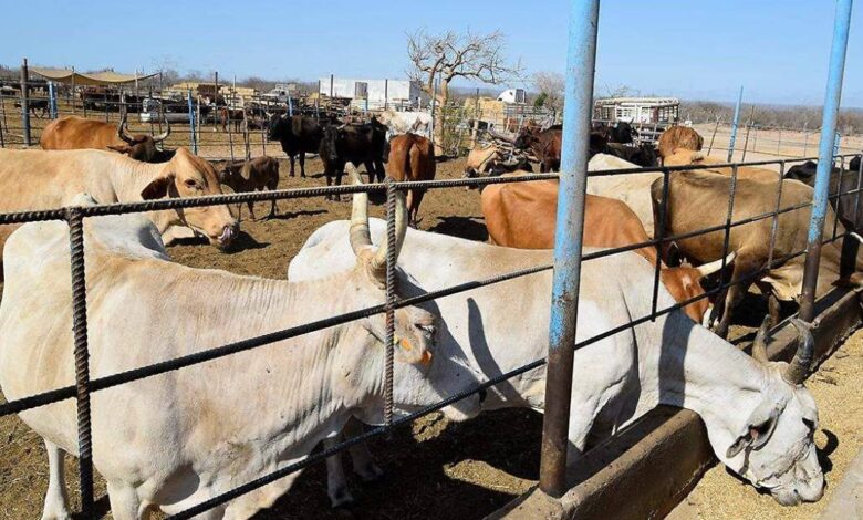 Sin gusano barrenador en Baja California Sur, mantienen operativos de vigilancia