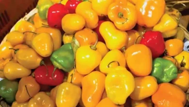 chile perón, el ingrediente que da sabor e identidad a la gastronomía de michoacán