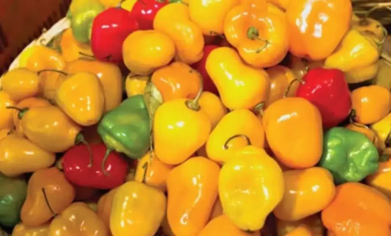 chile perón, el ingrediente que da sabor e identidad a la gastronomía de michoacán