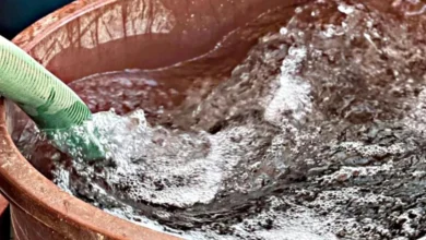 Agua distribuida por pipas llevará larvicida para evitar reproducción del mosquito del dengue