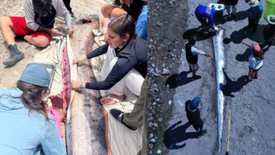 Peces remo aparecen en Baja California Sur y expertos investigan el fenómeno