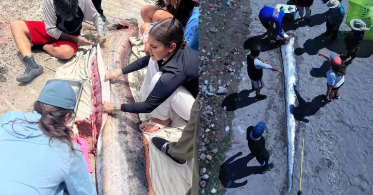 Peces remo aparecen en Baja California Sur y expertos investigan el fenómeno