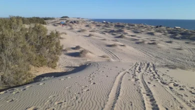 sahuimaro, el tesoro escondido de sonora donde el desierto se encuentra con el mar