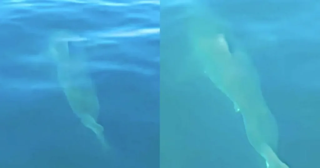 tiburón blanco es captado en aguas de la paz 0