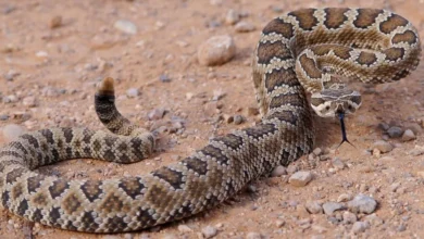 baja california sur alberga 33 especies de serpientes, nueve son peligrosas