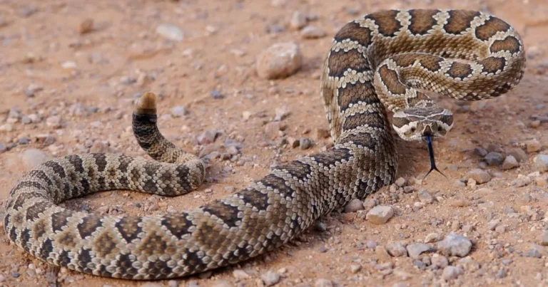 baja california sur alberga 33 especies de serpientes, nueve son peligrosas