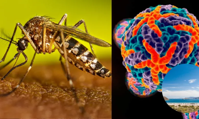 BCS dentro de los cinco estados con mayor incidencia de dengue en México (Fotos Novaciencia, Gobierno de México, y CDC)