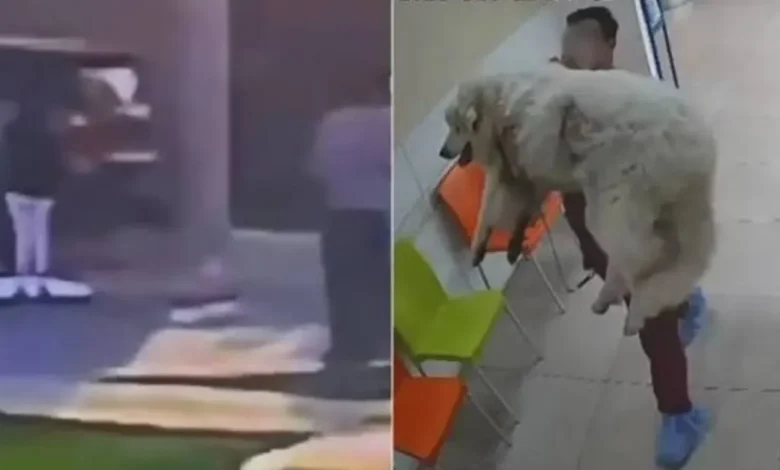 crean petición en change.org para exigir justicia por rocky, el perrito que murió tras ser arrastrado en saltillo