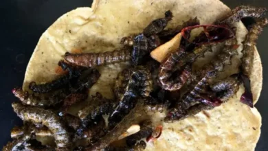 cuchamá el gusano comestible que preserva la tradición gastronómica del semidesierto poblano