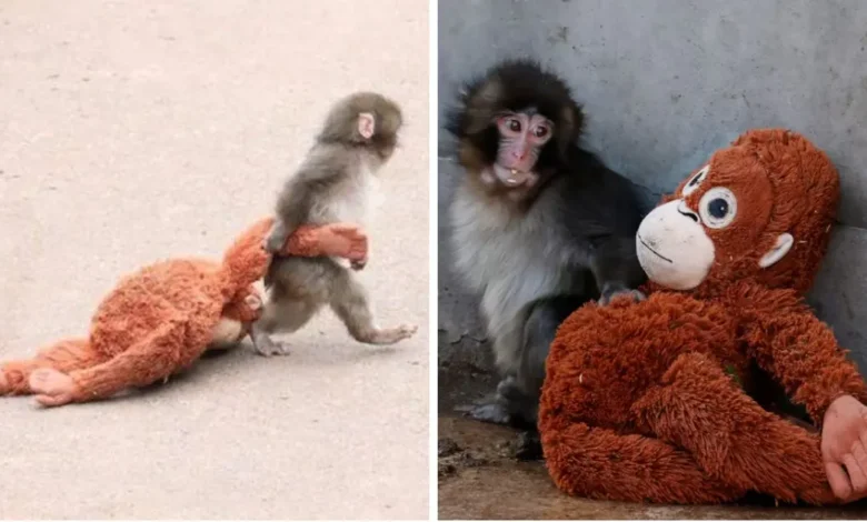el querido macaco japonés punch celebra su primer cumpleaños