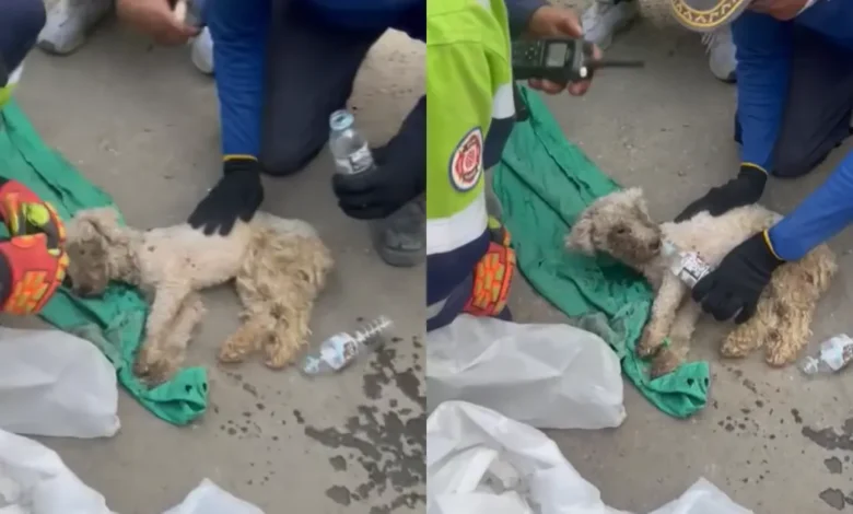 Laila, la perrita que sobrevivió 29 días atrapada bajo los escombros (Fotos de redes sociales)