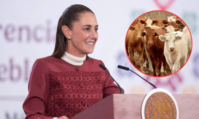 Claudia Sheinbaum anuncia reanudación de exportación de ganado a Estados Unidos (Fotos de internet)