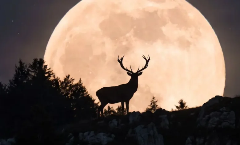 Hoy habrá Luna de Ciervo (Imagen de internet)