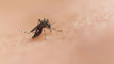 la paz y los cabos, los municipios con más casos de dengue en bcs