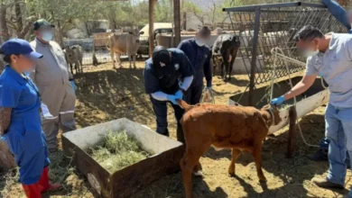 profepa participa en simulacro para prevenir emergencia por gusano barrenador en baja california sur (1)