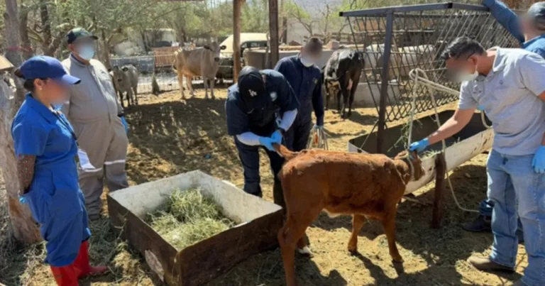 profepa participa en simulacro para prevenir emergencia por gusano barrenador en baja california sur (1)