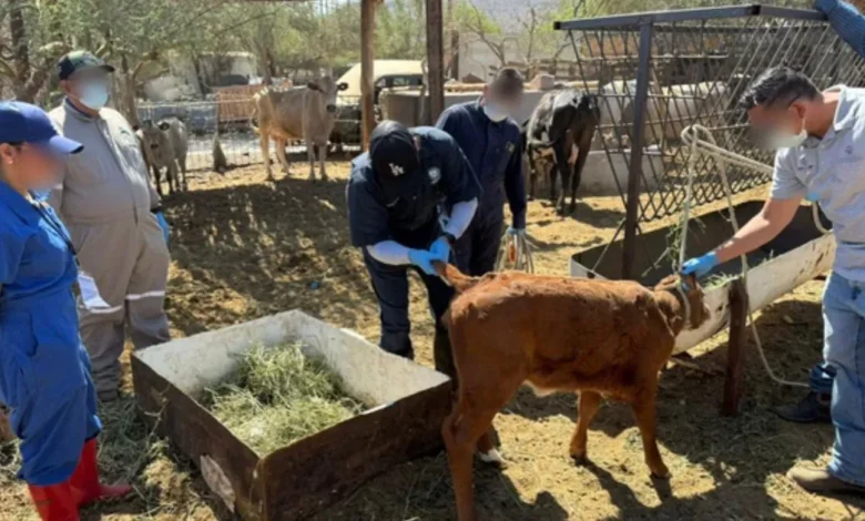 profepa participa en simulacro para prevenir emergencia por gusano barrenador en baja california sur (1)