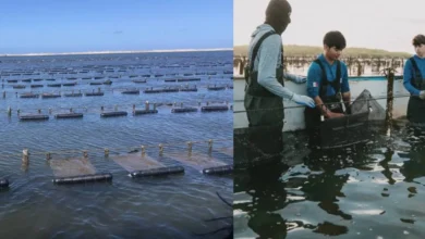 Cooperativa de Baja California Sur gana premio por acuacultura sustentable de ostión