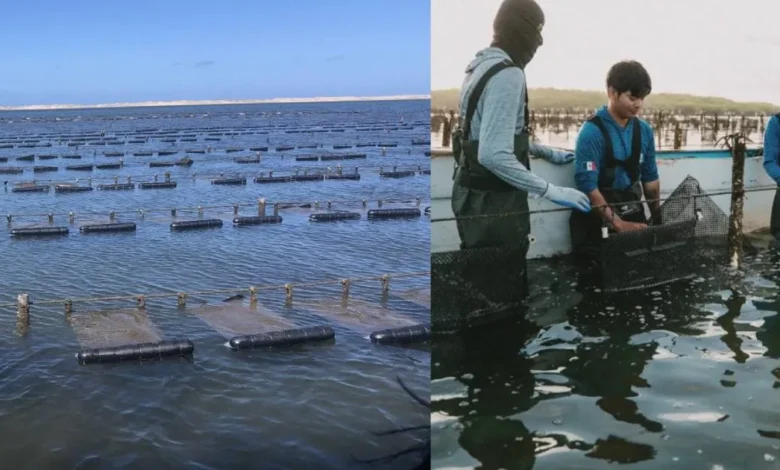 Cooperativa de Baja California Sur gana premio por acuacultura sustentable de ostión
