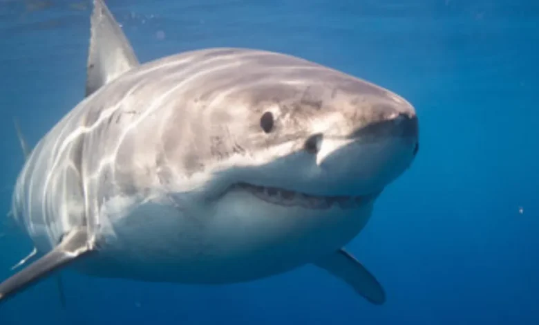 tiburones pierden hasta 97% de su población en baja california sur por la pesca excesiva