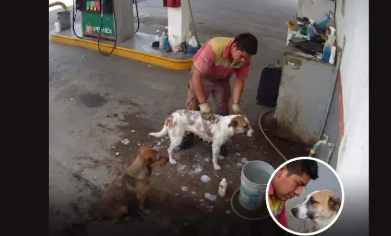 video despiden a empleado en méxico por bañar perros callejeros