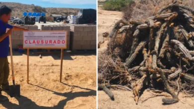 clausuran desmonte ilegal de 15 hectáreas en bahía asunción