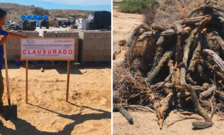 clausuran desmonte ilegal de 15 hectáreas en bahía asunción