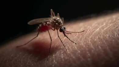 dengue en bcs la paz y los cabos concentran 87% de los casos