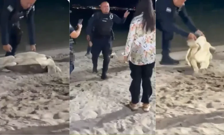 Tortuga marina en malecón, genera críticas intervención policial (Foto de redes sociales)