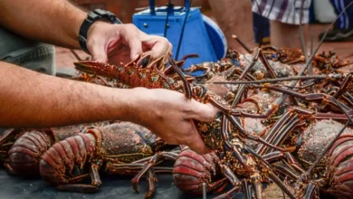 hombre es sentenciado por capturar más de 10 kilos de langosta ilegalmente en bcs