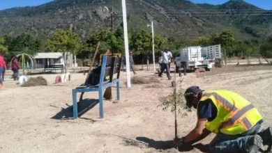 La Paz y Comondú serán reforestados con más de 125 mil plantas