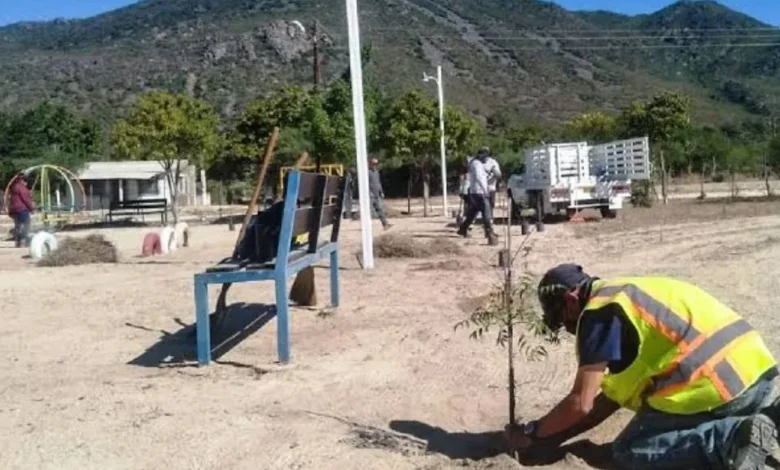 La Paz y Comondú serán reforestados con más de 125 mil plantas