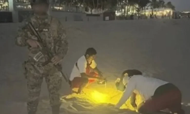 protegen a 140 tortugas golfina y recuperan 10 mil huevos en los cabos