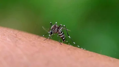 suman 186 casos de dengue en baja california sur