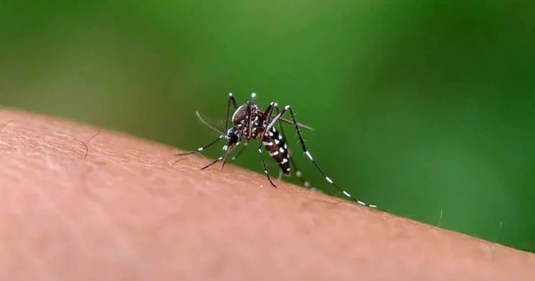 suman 186 casos de dengue en baja california sur