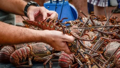 Vedas buscan garantizar la sustentabilidad de la pesca en Baja California Sur
