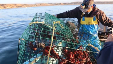 arrancan temporada de langosta roja en baja california sur