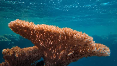arrecifes de baja california sur muestran recuperación ante el calentamiento del océano
