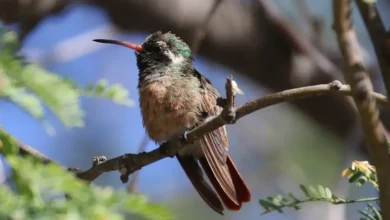 baja california sur aún no registra jardines para polinizadores en poliniza
