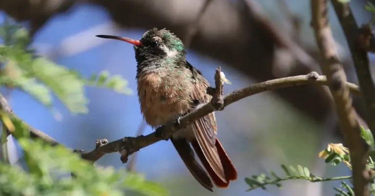 baja california sur aún no registra jardines para polinizadores en poliniza
