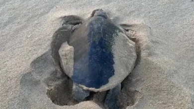 Llegada de tortugas marinas en playas de Los Cabos van en aumento