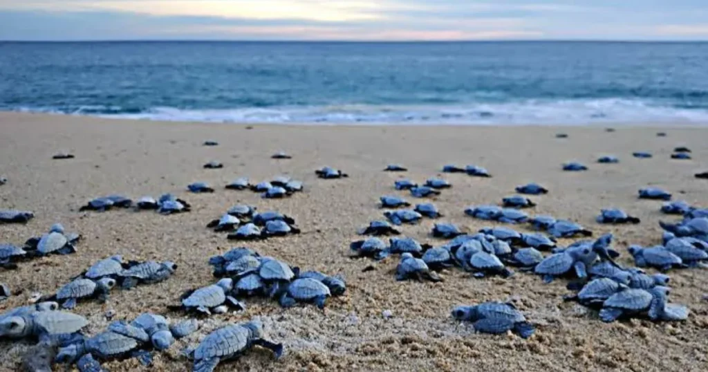 Llegada de tortugas marinas en playas de Los Cabos van en aumento